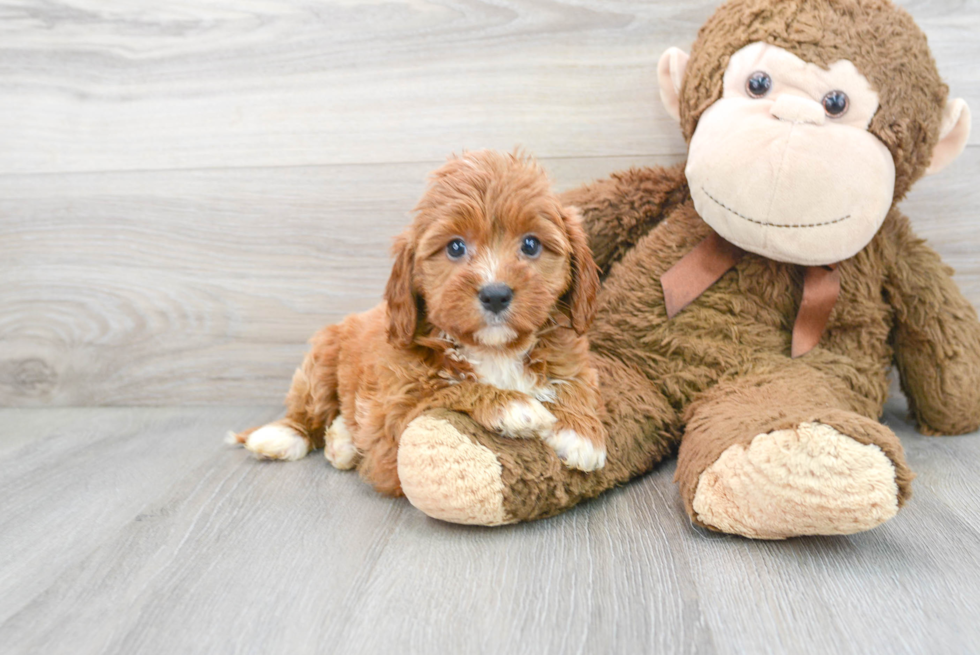 Cavapoo Pup Being Cute