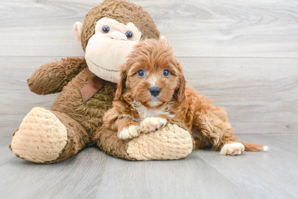 Cute Cavoodle Poodle Mix Puppy