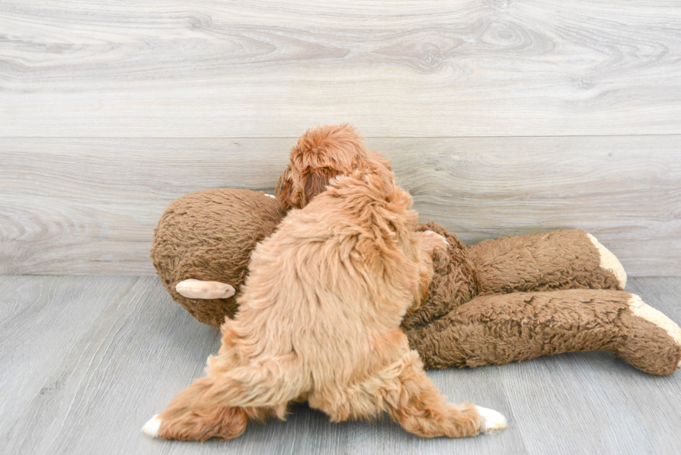 Cute Cavapoo Poodle Mix Pup