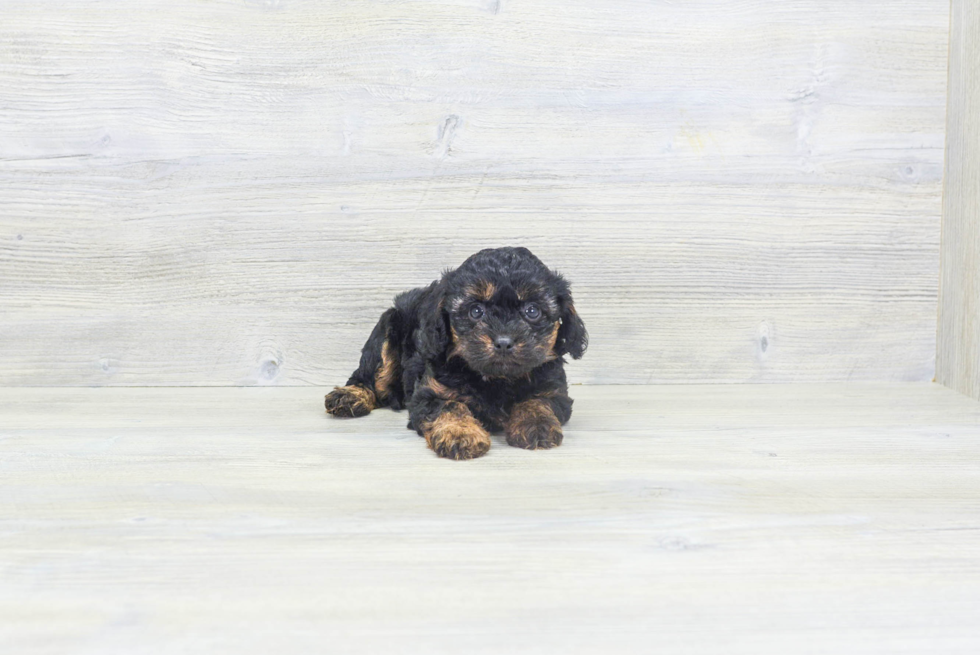 Playful Cavoodle Poodle Mix Puppy