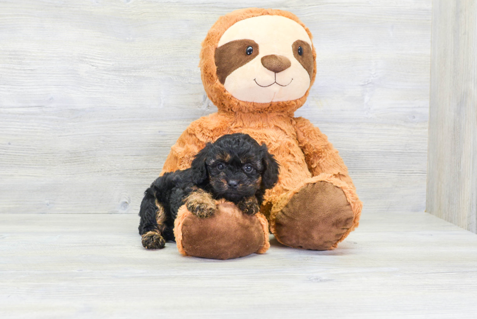 Cavapoo Pup Being Cute