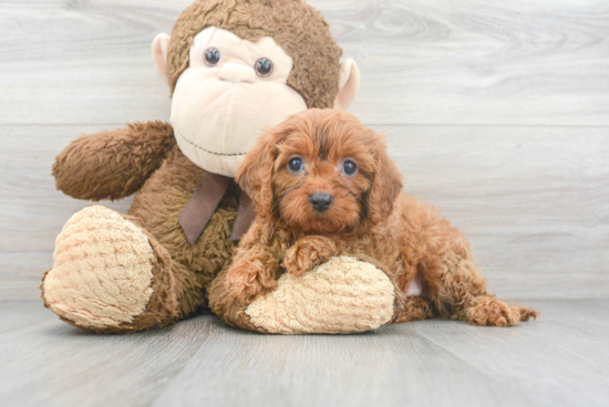 Popular Cavapoo Poodle Mix Pup