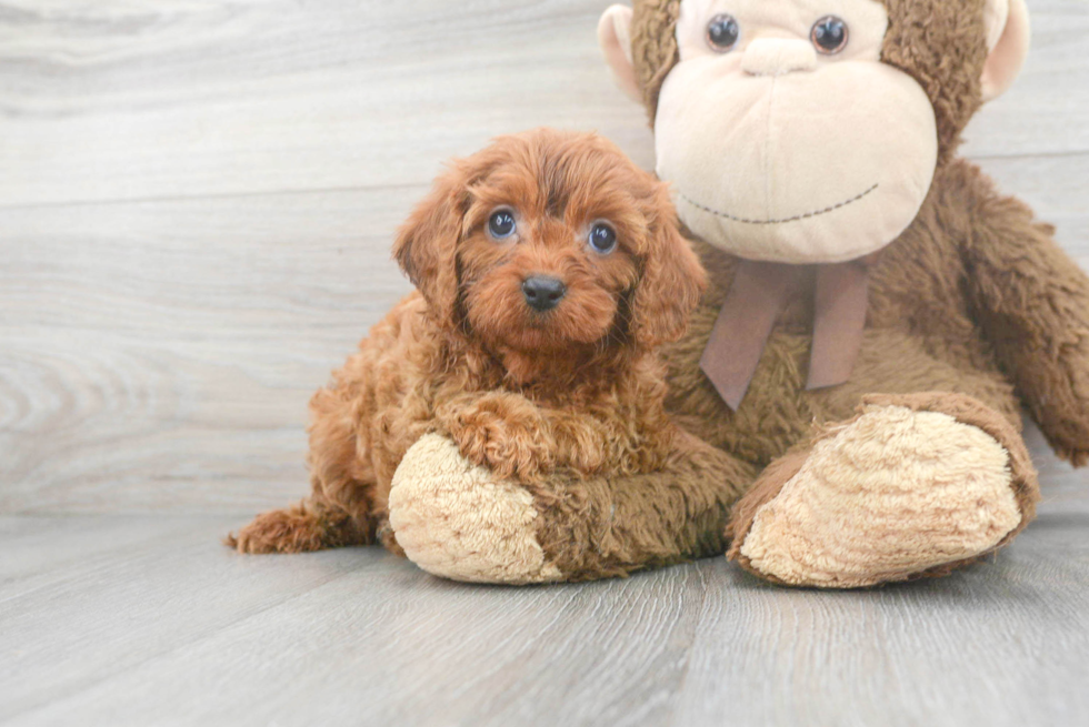 Best Cavapoo Baby