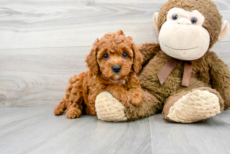 Cavapoo Pup Being Cute