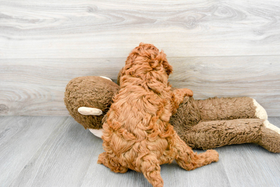 Fluffy Cavapoo Poodle Mix Pup