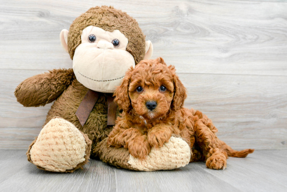 Smart Cavapoo Poodle Mix Pup