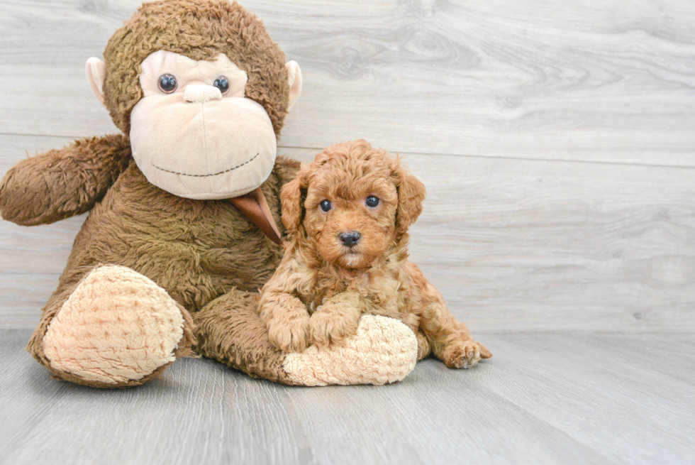 Little Cavoodle Poodle Mix Puppy