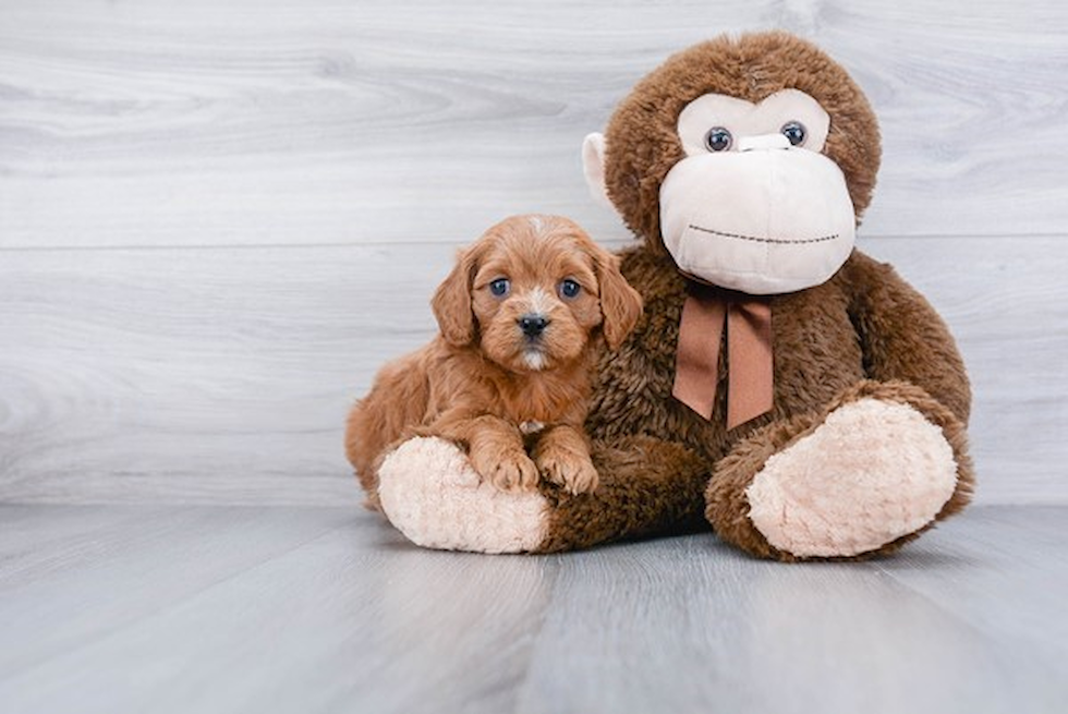 Petite Cavapoo Poodle Mix Pup