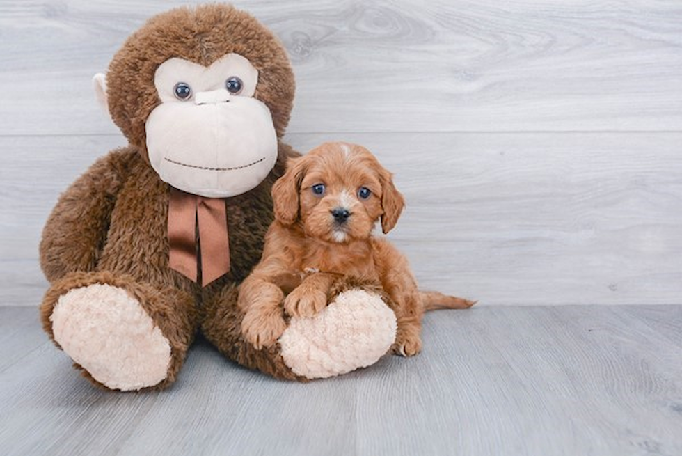 Small Cavapoo Baby