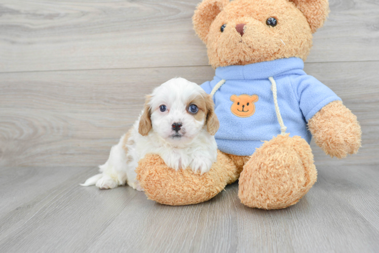 Playful Cavoodle Poodle Mix Puppy