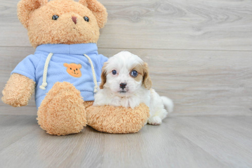 Cavapoo Pup Being Cute