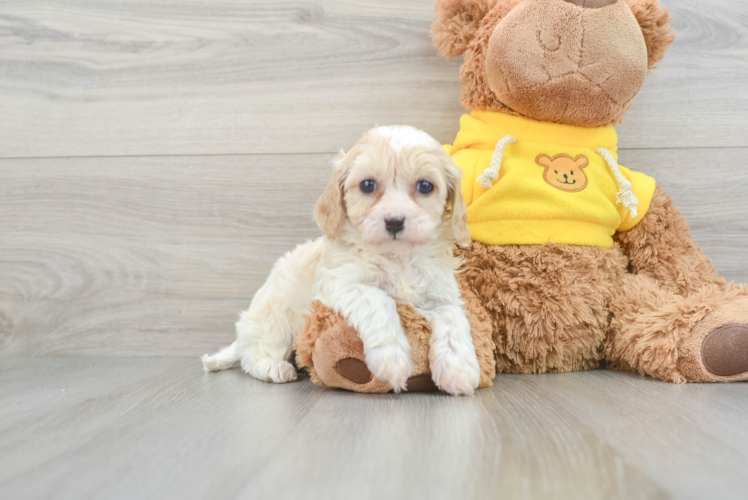 Best Cavapoo Baby