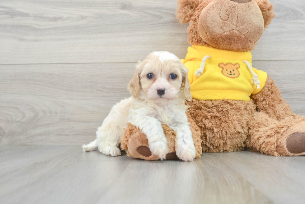 Best Cavapoo Baby