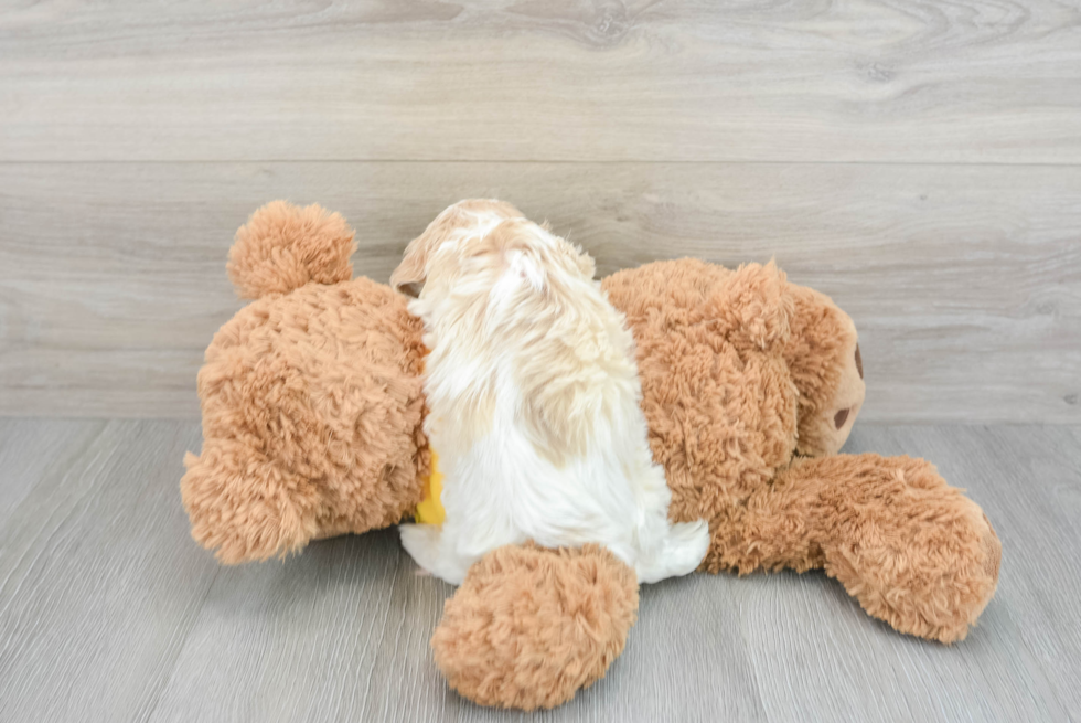 Cavapoo Pup Being Cute