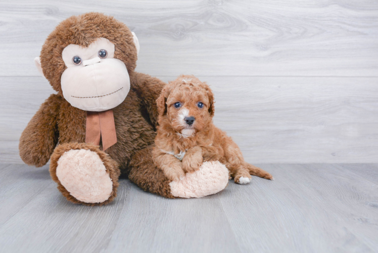 Adorable Cavoodle Poodle Mix Puppy