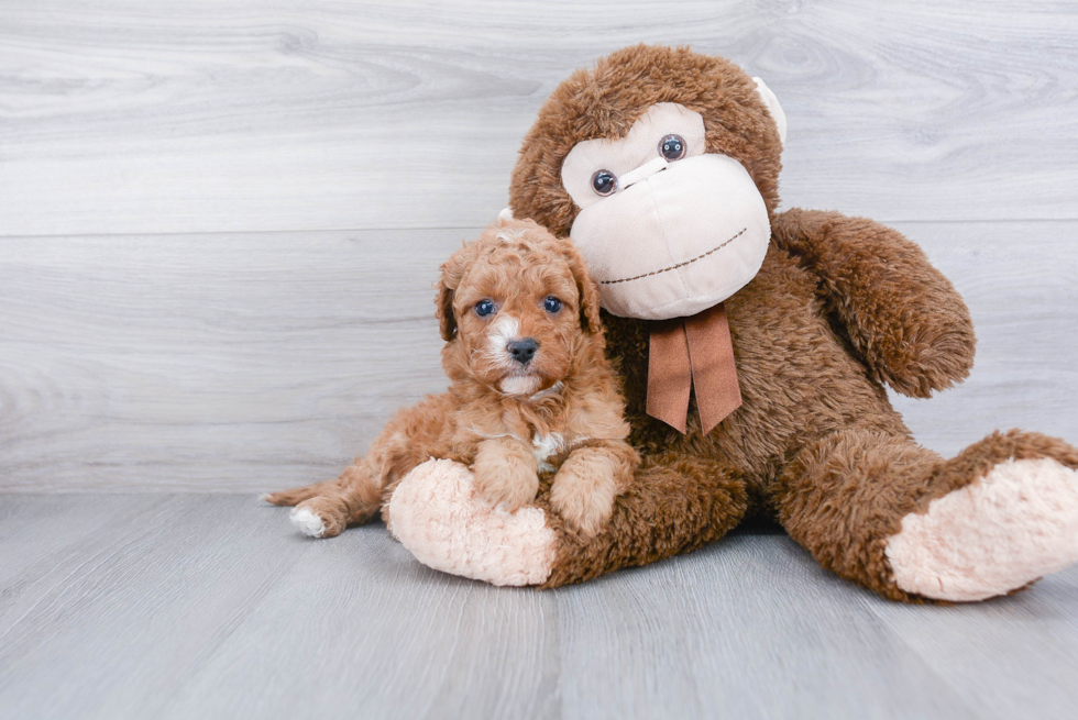 Popular Cavapoo Poodle Mix Pup