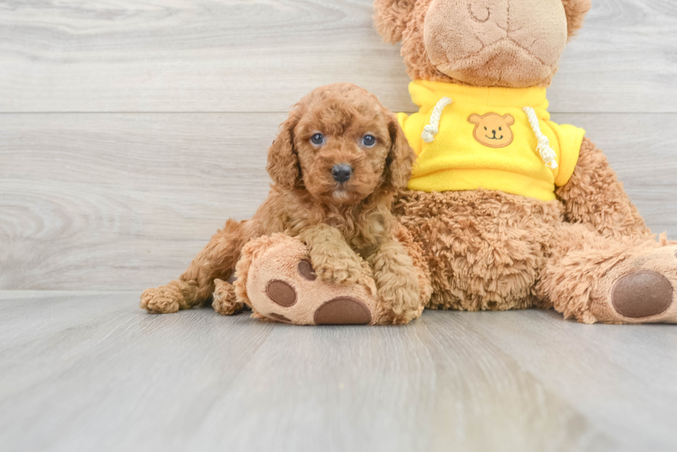 Hypoallergenic Cavoodle Poodle Mix Puppy