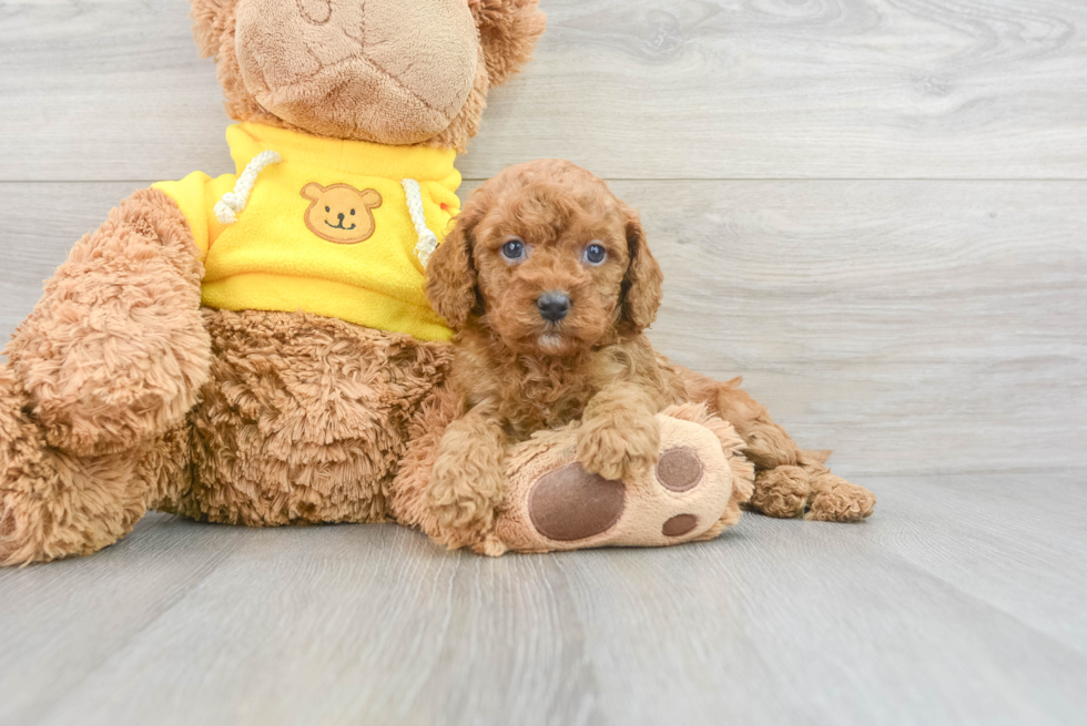 Fluffy Cavapoo Poodle Mix Pup