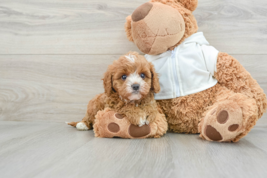 Small Cavapoo Baby