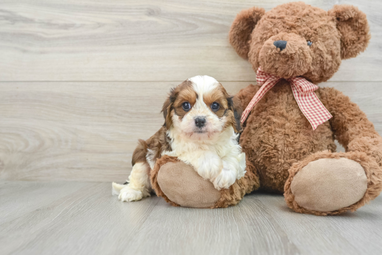 Cavapoo Puppy for Adoption