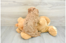 Cavapoo Puppy for Adoption