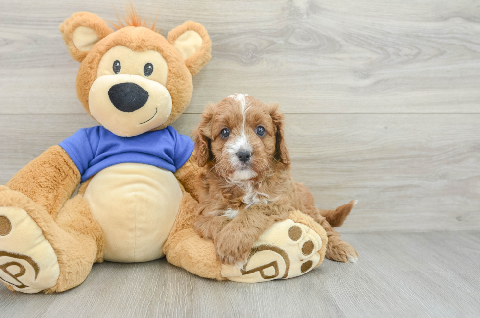 6 week old Cavapoo Puppy For Sale - Premier Pups