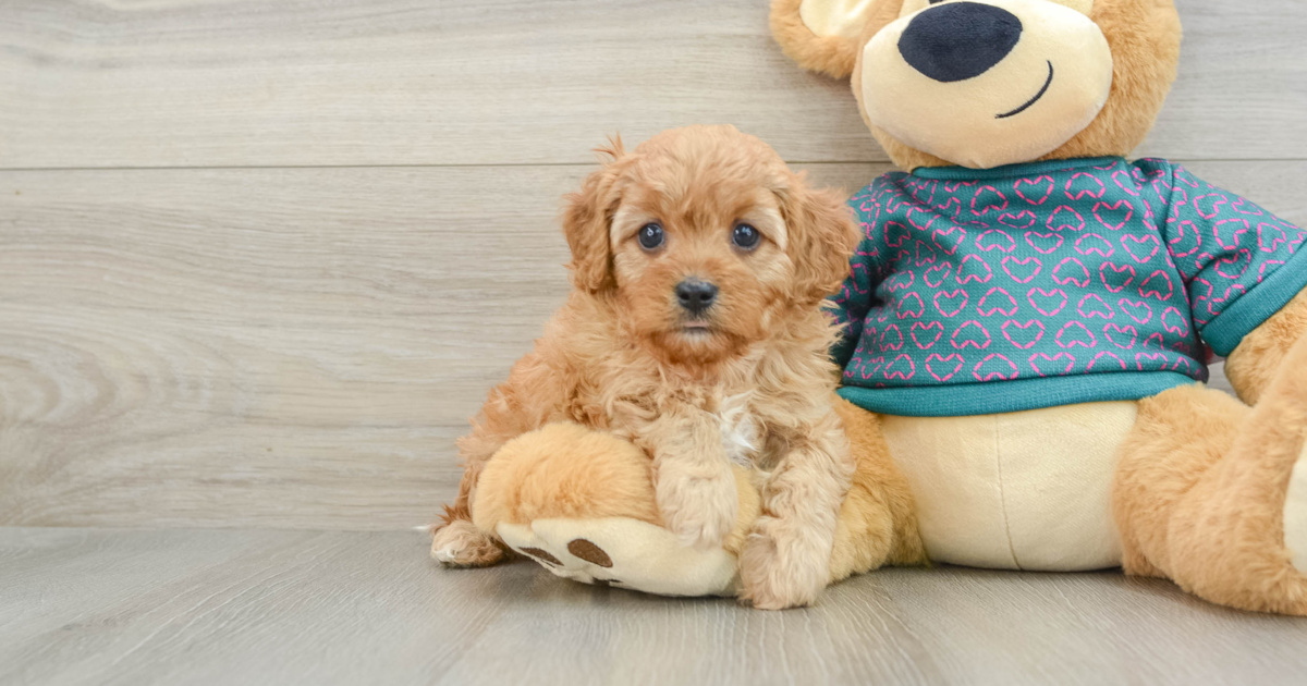 Adorable Cavapoo Tabasco: 4lb 2oz Doodle Puppy