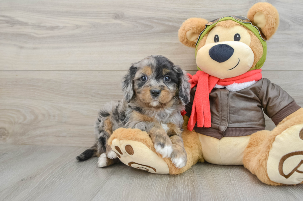 5 week old Cavapoo Puppy For Sale - Premier Pups