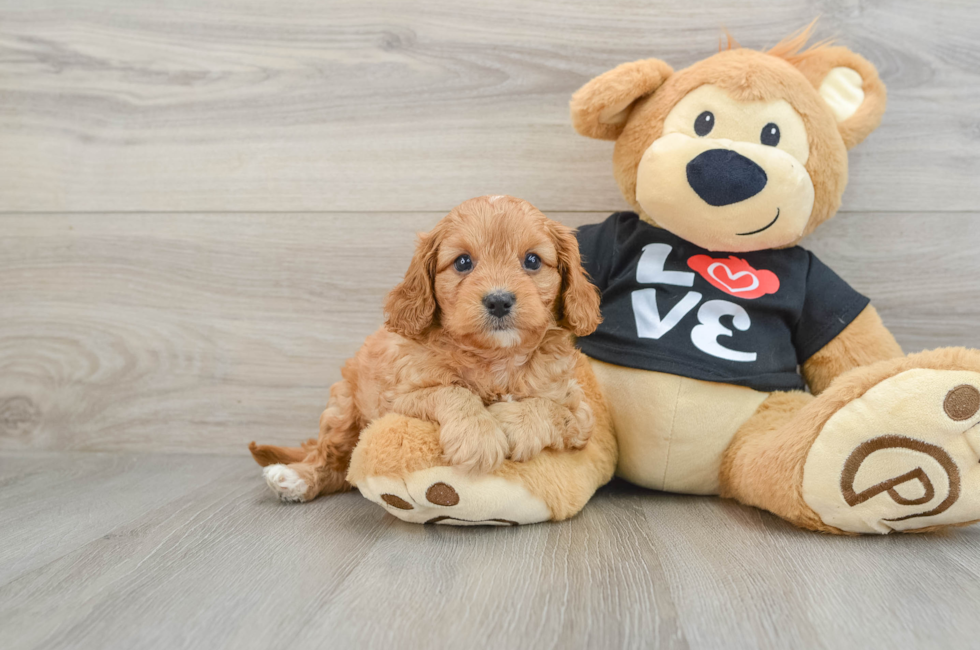 5 week old Cavapoo Puppy For Sale - Premier Pups