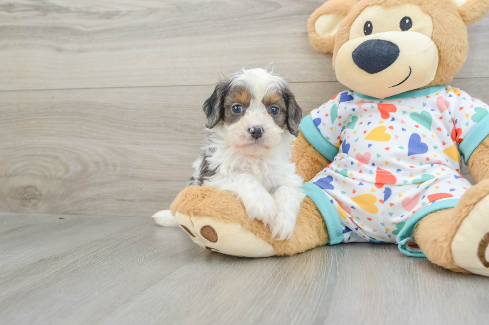 Sweet Cavapoo Baby