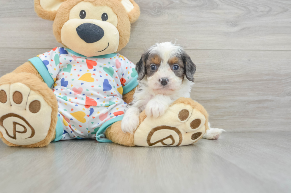 6 week old Cavapoo Puppy For Sale - Premier Pups