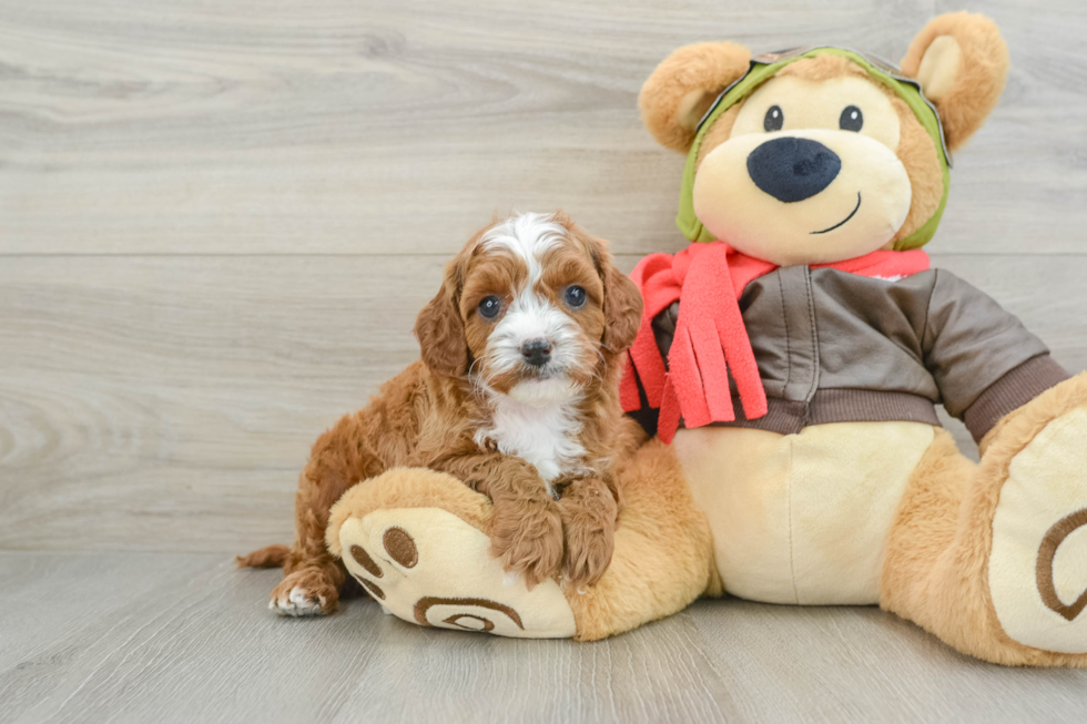 Fluffy Cavapoo Poodle Mix Pup