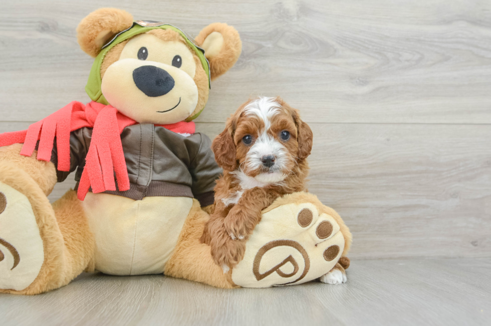 6 week old Cavapoo Puppy For Sale - Premier Pups