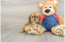 Popular Cavapoo Poodle Mix Pup