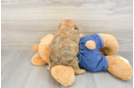 Friendly Cavapoo Baby