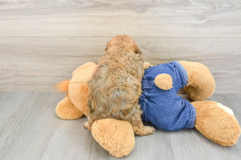 Friendly Cavapoo Baby