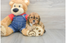 Smart Cavapoo Poodle Mix Pup