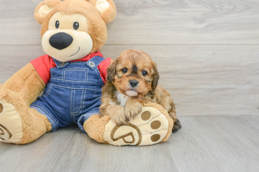 Smart Cavapoo Poodle Mix Pup