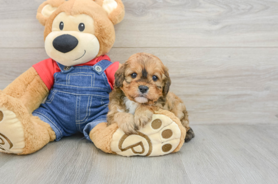 Smart Cavapoo Poodle Mix Pup