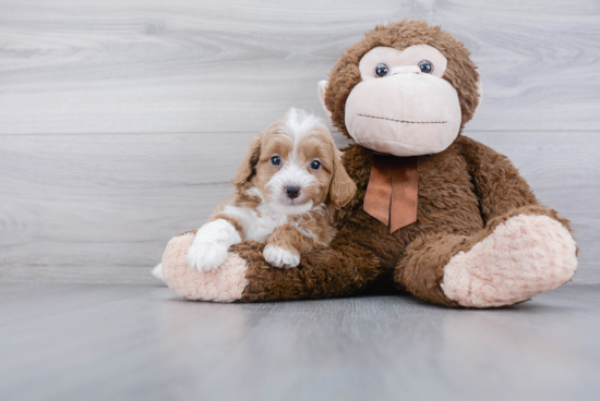 Popular Cavapoo Poodle Mix Pup