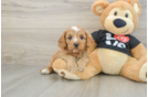 Cavapoo Pup Being Cute