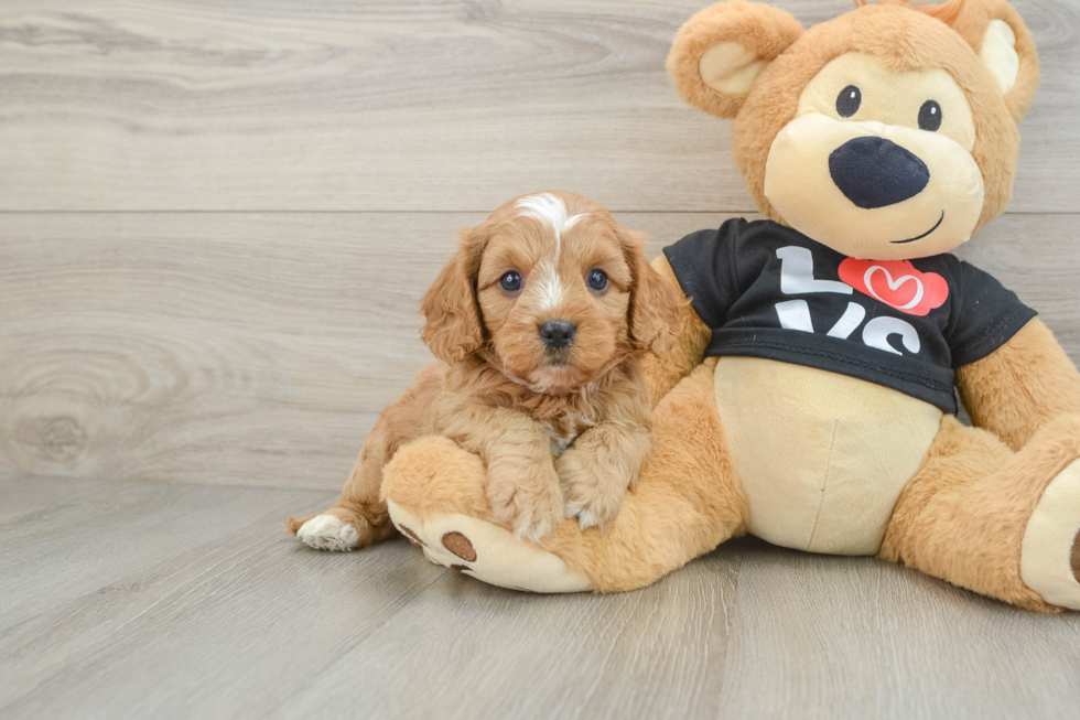 Cavapoo Pup Being Cute