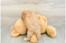 Best Cavapoo Baby