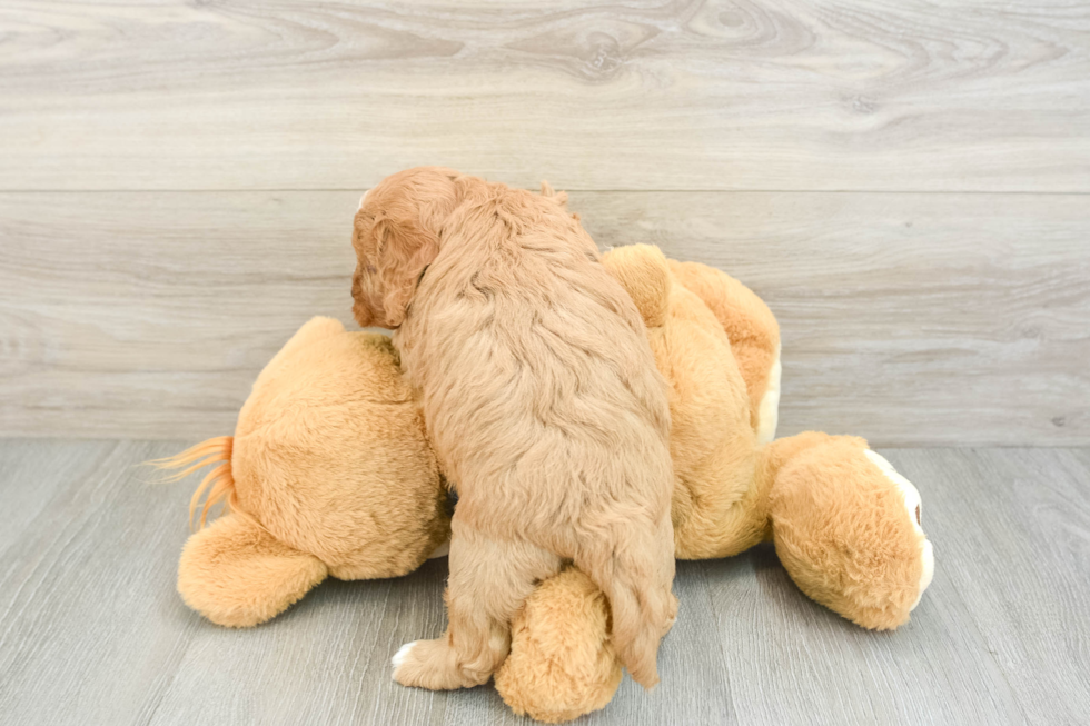 Best Cavapoo Baby