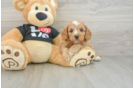 Best Cavapoo Baby