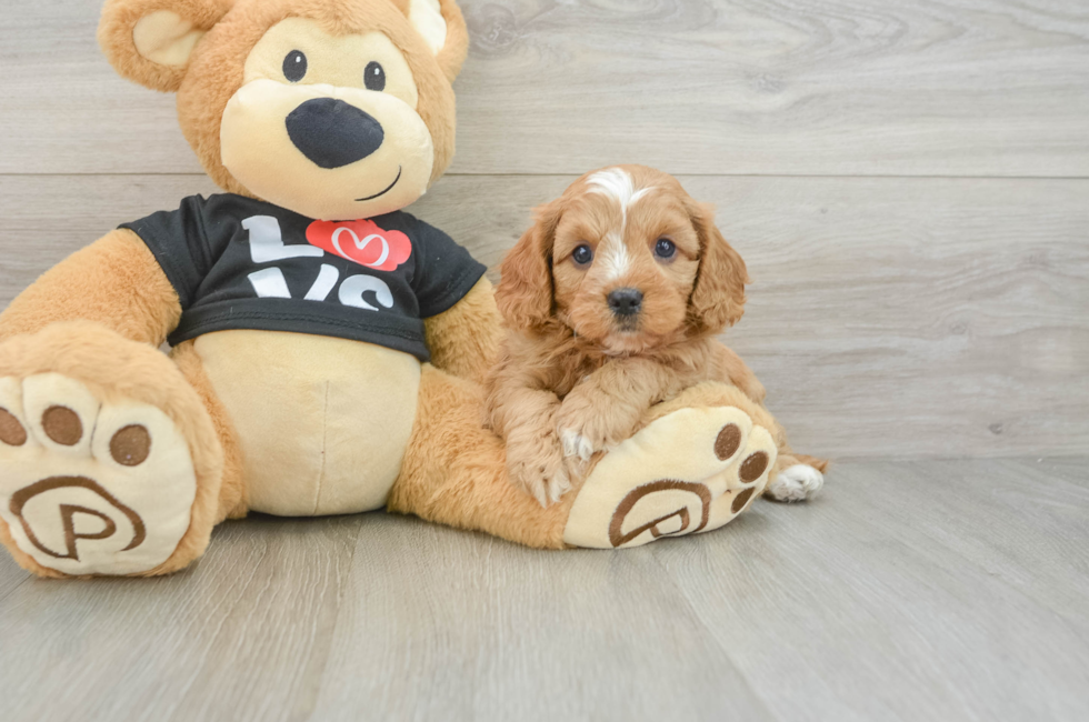 7 week old Cavapoo Puppy For Sale - Premier Pups