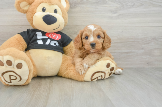 Best Cavapoo Baby
