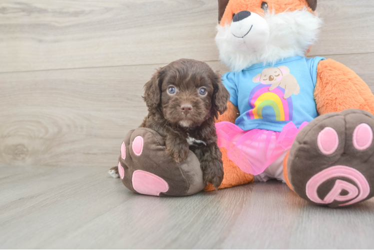 Small Cavapoo Baby