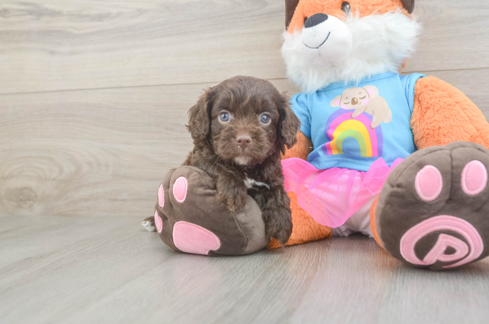 5 week old Cavapoo Puppy For Sale - Premier Pups