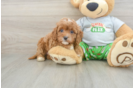 Sweet Cavapoo Baby